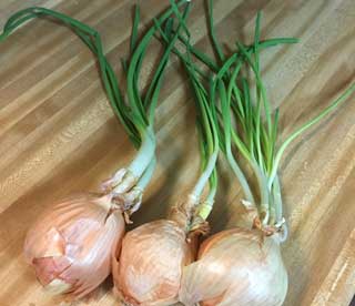 onion layers 320